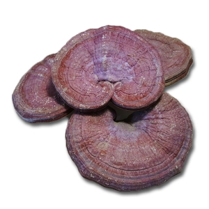 동의한약나라,국내산 중국산 영지버섯 1kg